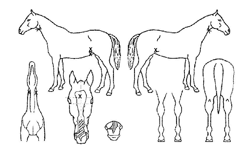 ��õ���� ����,���,�޸�,�λ�,�ٸ��� Ư¡����