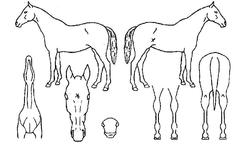 ���������� ����,���,�޸�,�λ�,�ٸ��� Ư¡����