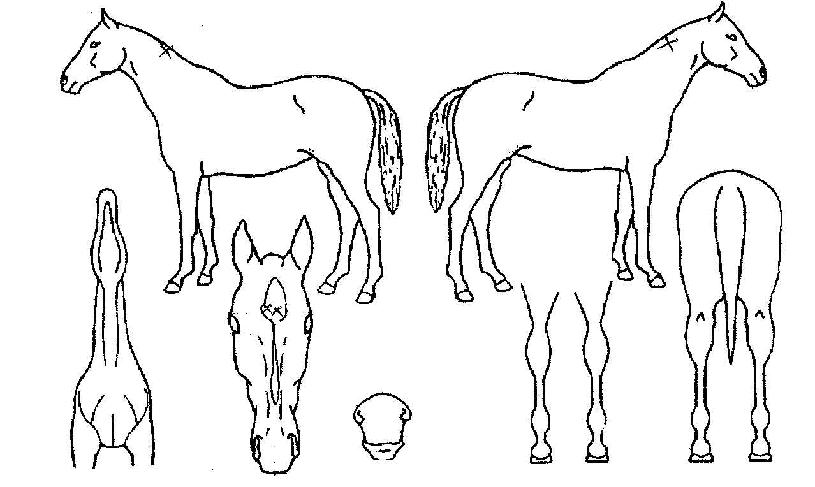 ´ç´ë½ÅÈÀÇ Ãø¸é,¿ì¸é,µÞ¸é,µÎ»ó,´Ù¸®ÀÇ Æ¯Â¡µµÇØ