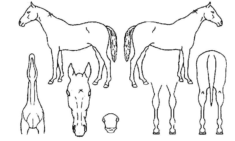 »ï´ë¾çÀÇ Ãø¸é,¿ì¸é,µÞ¸é,µÎ»ó,´Ù¸®ÀÇ Æ¯Â¡µµÇØ