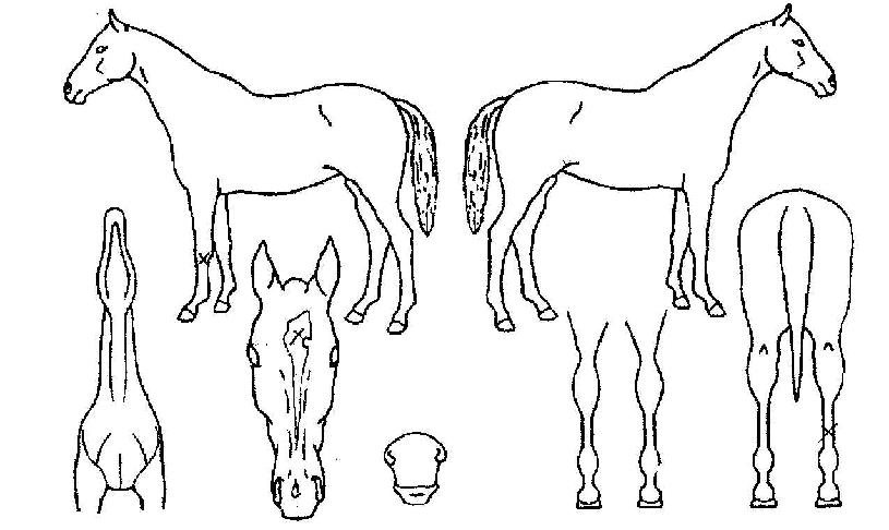 ²¿¸¶¿äÁ¤ÀÇ Ãø¸é,¿ì¸é,µÞ¸é,µÎ»ó,´Ù¸®ÀÇ Æ¯Â¡µµÇØ