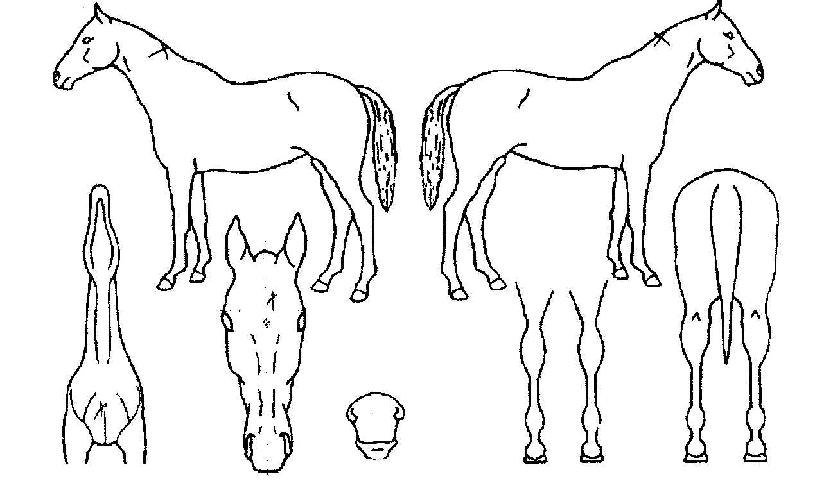 ���̵��η��̵��ڸ��� ����,���,�޸�,�λ�,�ٸ��� Ư¡����