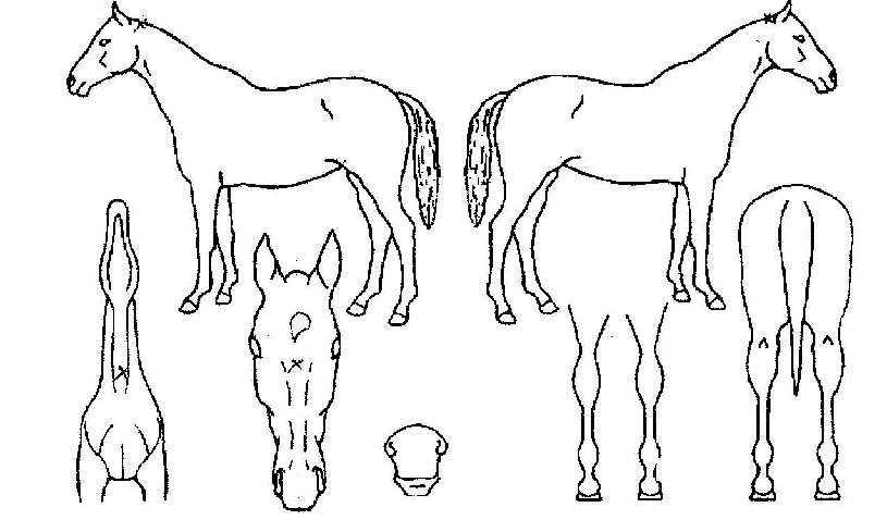 ���������� ����,���,�޸�,�λ�,�ٸ��� Ư¡����