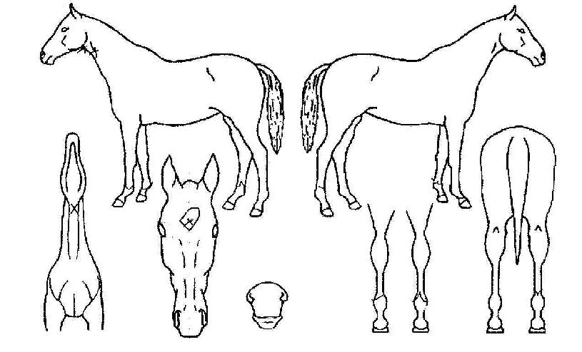 º½ºµÀÇ Ãø¸é,¿ì¸é,µÞ¸é,µÎ»ó,´Ù¸®ÀÇ Æ¯Â¡µµÇØ