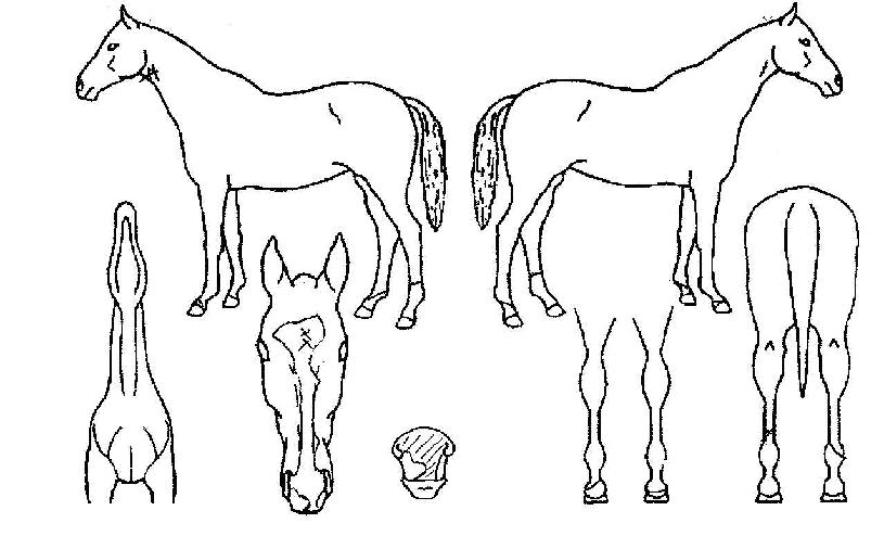 �������� ����,���,�޸�,�λ�,�ٸ��� Ư¡����