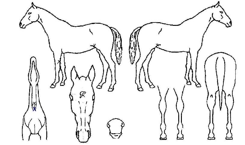 »õº½ÀÇ Ãø¸é,¿ì¸é,µÞ¸é,µÎ»ó,´Ù¸®ÀÇ Æ¯Â¡µµÇØ