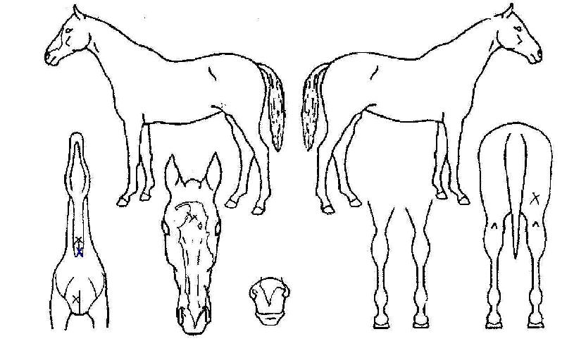 ������� ����,���,�޸�,�λ�,�ٸ��� Ư¡����