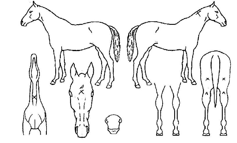 ÇÁ¸®´ýÀÇ Ãø¸é,¿ì¸é,µÞ¸é,µÎ»ó,´Ù¸®ÀÇ Æ¯Â¡µµÇØ