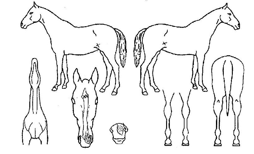 �ݰ������� ����,���,�޸�,�λ�,�ٸ��� Ư¡����