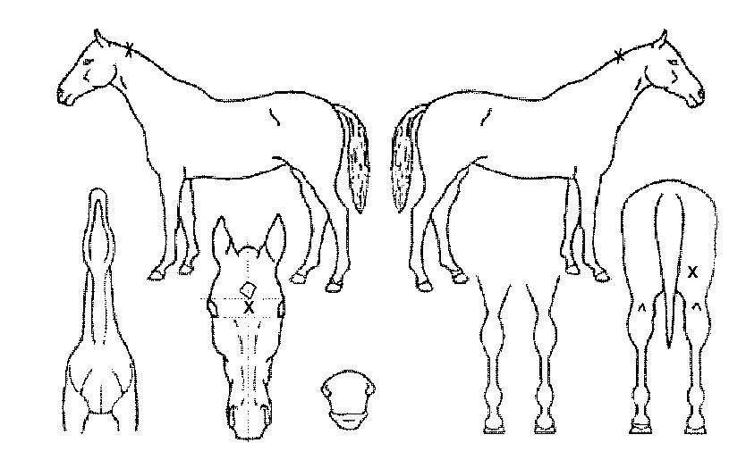 ¾ÈÀå»çÀÇ Ãø¸é,¿ì¸é,µÞ¸é,µÎ»ó,´Ù¸®ÀÇ Æ¯Â¡µµÇØ