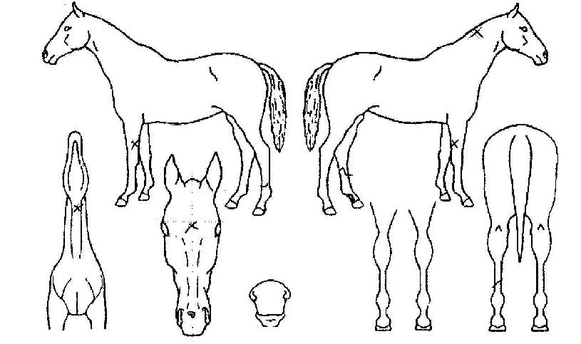 ������ ����,���,�޸�,�λ�,�ٸ��� Ư¡����