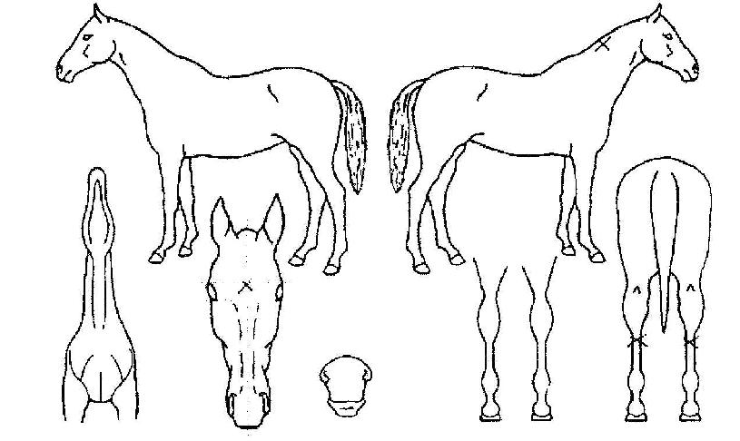 �����ǻ��� ����,���,�޸�,�λ�,�ٸ��� Ư¡����