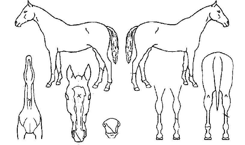 �������̼��� ����,���,�޸�,�λ�,�ٸ��� Ư¡����