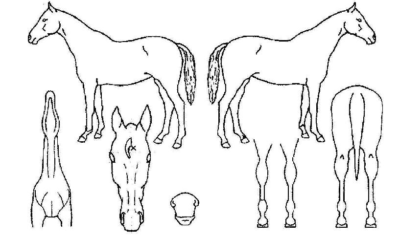 ½Âº¸Àü·ÉÀÇ Ãø¸é,¿ì¸é,µÞ¸é,µÎ»ó,´Ù¸®ÀÇ Æ¯Â¡µµÇØ