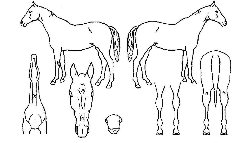 µ¿Çذ¡µæÀÇ Ãø¸é,¿ì¸é,µÞ¸é,µÎ»ó,´Ù¸®ÀÇ Æ¯Â¡µµÇØ