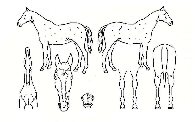 ³ì»ö¿µ¿õÀÇ Ãø¸é,¿ì¸é,µÞ¸é,µÎ»ó,´Ù¸®ÀÇ Æ¯Â¡µµÇØ