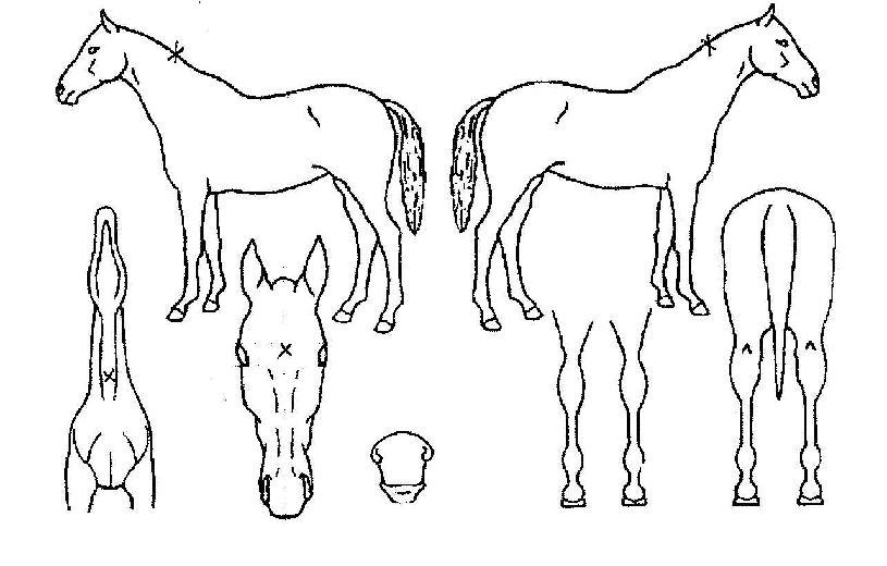 ����õ�� ����,���,�޸�,�λ�,�ٸ��� Ư¡����