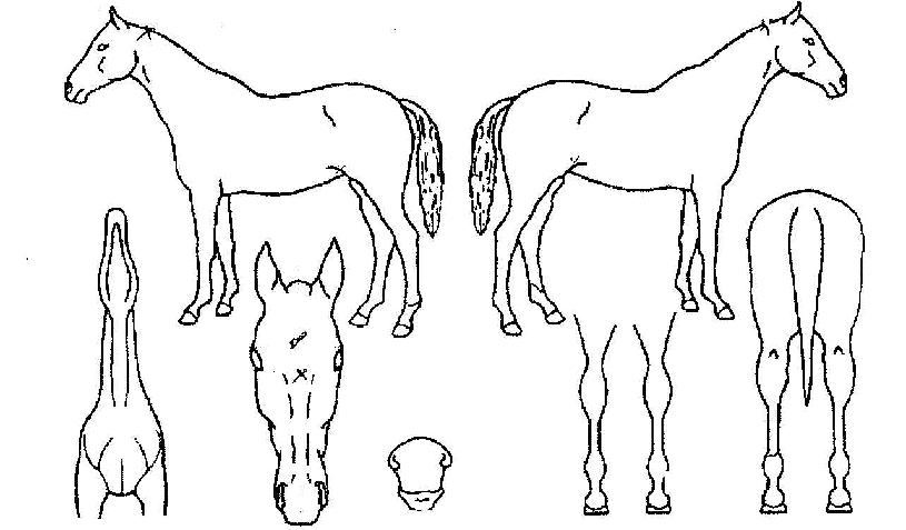 �������� ����,���,�޸�,�λ�,�ٸ��� Ư¡����