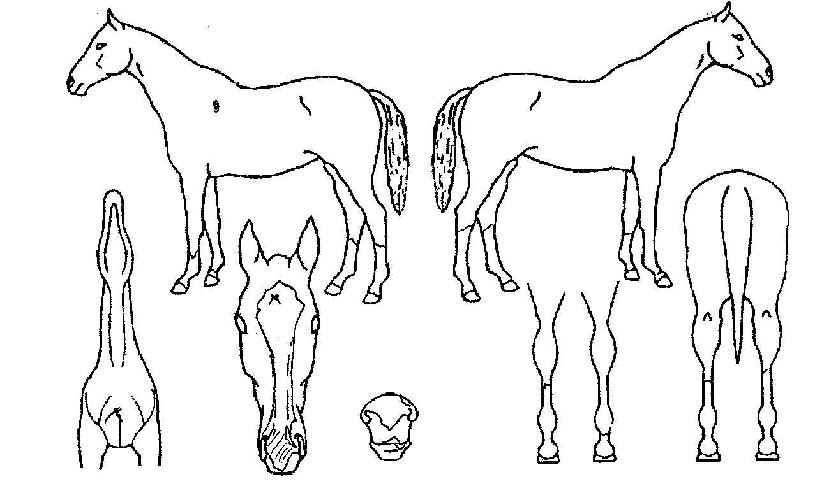 �̷������� ����,���,�޸�,�λ�,�ٸ��� Ư¡����