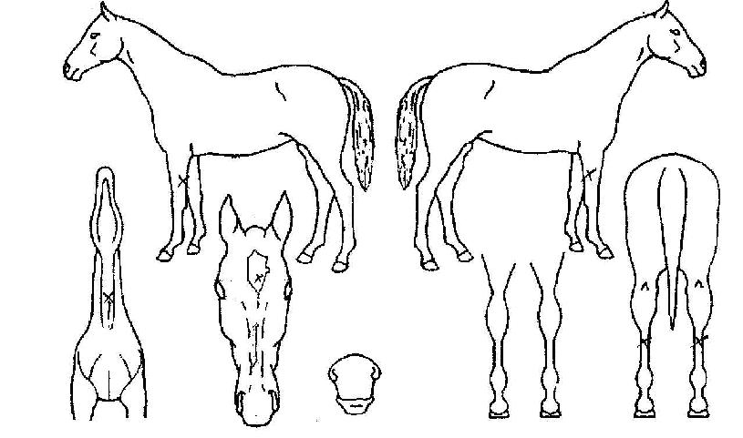 ��´������� ����,���,�޸�,�λ�,�ٸ��� Ư¡����