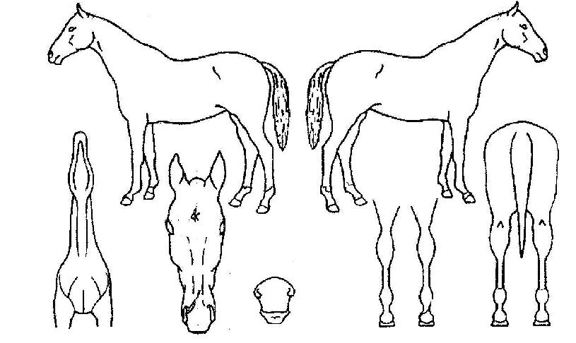 ¾Æ·Î¸¶ÀÇ Ãø¸é,¿ì¸é,µÞ¸é,µÎ»ó,´Ù¸®ÀÇ Æ¯Â¡µµÇØ