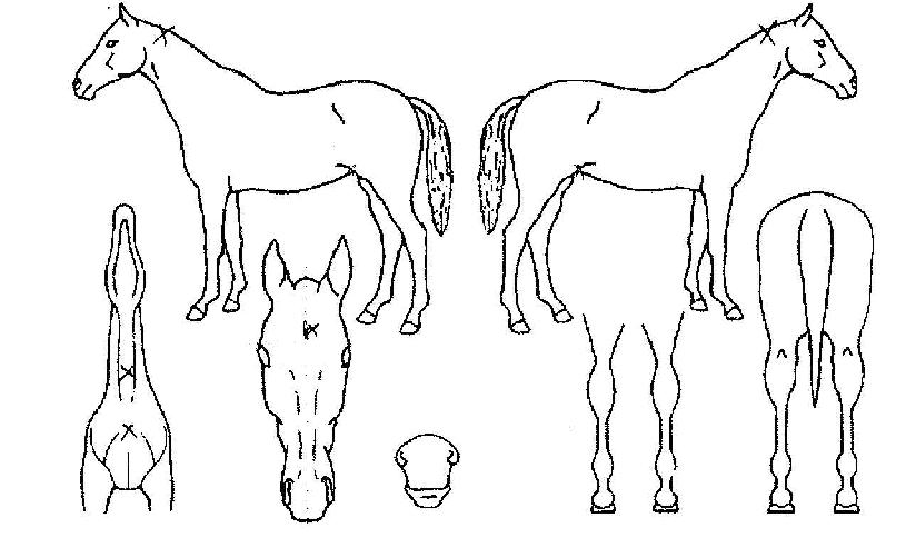 ��Ǫ���� ����,���,�޸�,�λ�,�ٸ��� Ư¡����