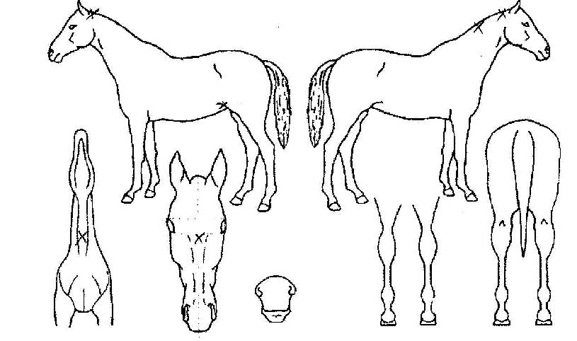 ¶û¶û¼ºÀÇ Ãø¸é,¿ì¸é,µÞ¸é,µÎ»ó,´Ù¸®ÀÇ Æ¯Â¡µµÇØ