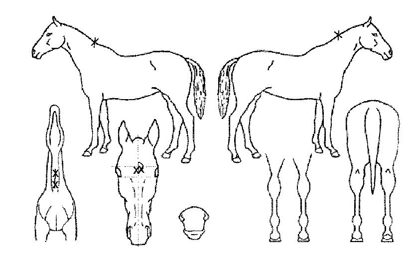 ��絵���� ����,���,�޸�,�λ�,�ٸ��� Ư¡����