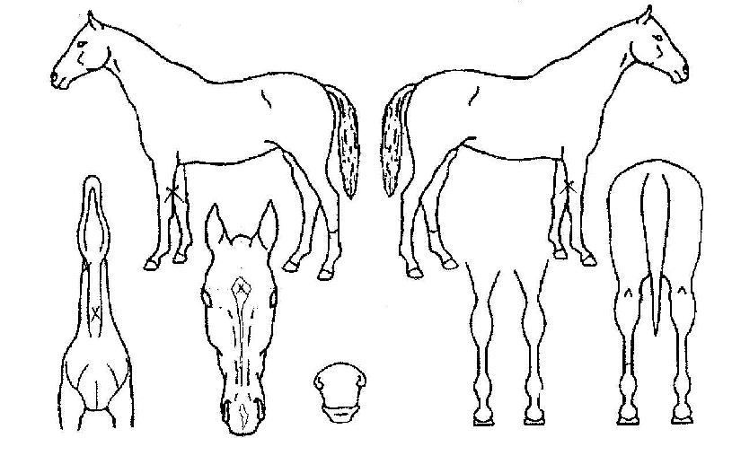 �ε��� ����,���,�޸�,�λ�,�ٸ��� Ư¡����