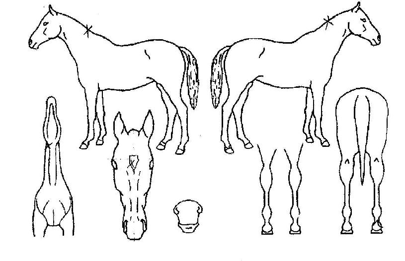 �ָ��帮�����ڸ��� ����,���,�޸�,�λ�,�ٸ��� Ư¡����