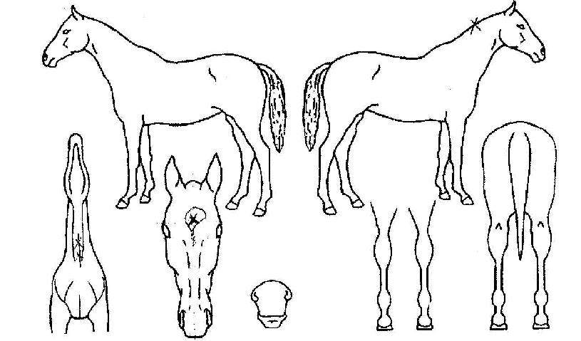 �ŵ������ڸ��� ����,���,�޸�,�λ�,�ٸ��� Ư¡����