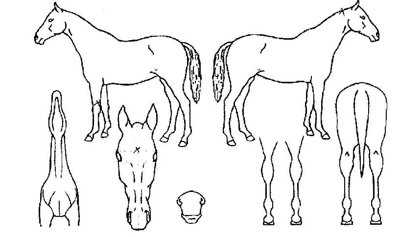 ưư����� ����,���,�޸�,�λ�,�ٸ��� Ư¡����