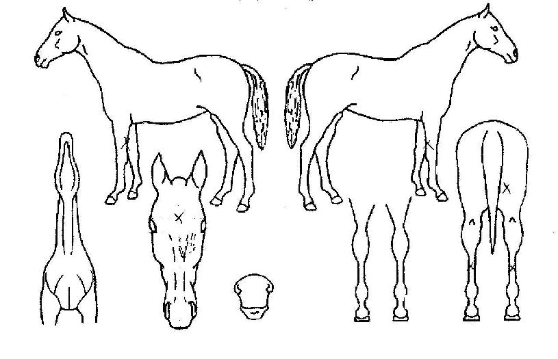 ¼øÇ³ÀÚ¸¶ÀÇ Ãø¸é,¿ì¸é,µÞ¸é,µÎ»ó,´Ù¸®ÀÇ Æ¯Â¡µµÇØ