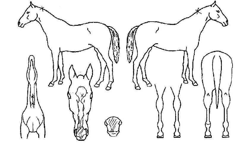 ���ӵ��� ����,���,�޸�,�λ�,�ٸ��� Ư¡����