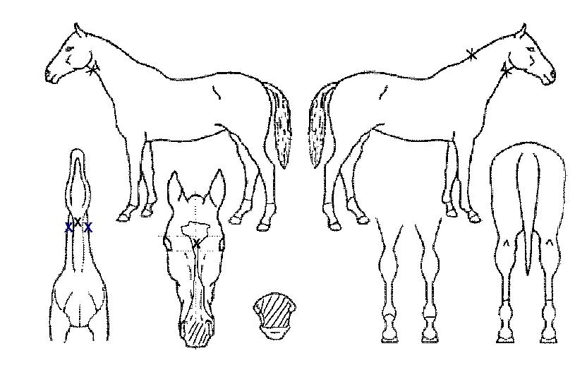 ��ƽ���� ����,���,�޸�,�λ�,�ٸ��� Ư¡����