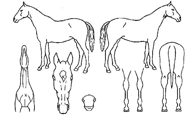 ´ëÇöÀÇ Ãø¸é,¿ì¸é,µÞ¸é,µÎ»ó,´Ù¸®ÀÇ Æ¯Â¡µµÇØ