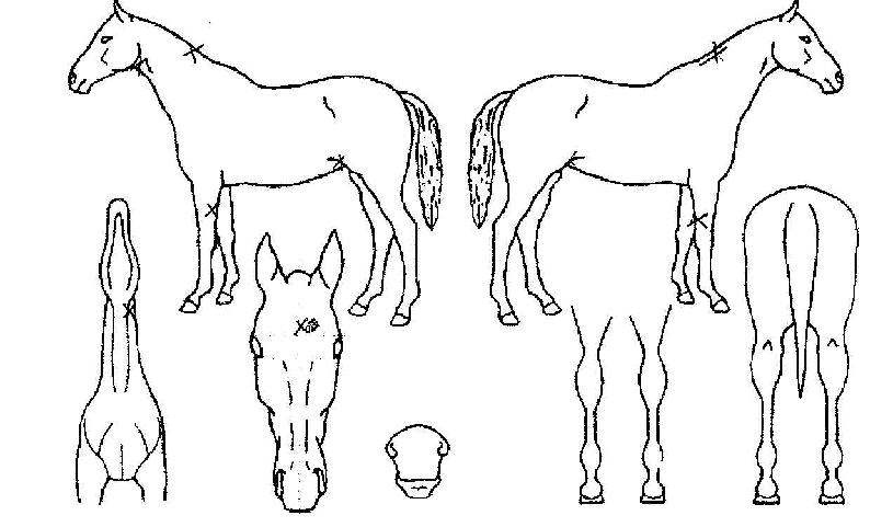 °úõÁö»óÀÇ Ãø¸é,¿ì¸é,µÞ¸é,µÎ»ó,´Ù¸®ÀÇ Æ¯Â¡µµÇØ