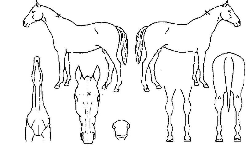 ������� ����,���,�޸�,�λ�,�ٸ��� Ư¡����