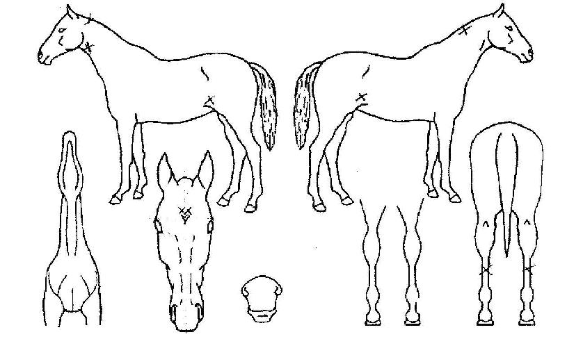 �λ갭���� ����,���,�޸�,�λ�,�ٸ��� Ư¡����