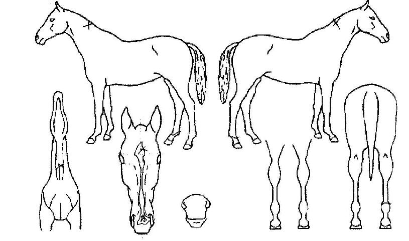 Ư»ê¹°ÀÇ Ãø¸é,¿ì¸é,µÞ¸é,µÎ»ó,´Ù¸®ÀÇ Æ¯Â¡µµÇØ