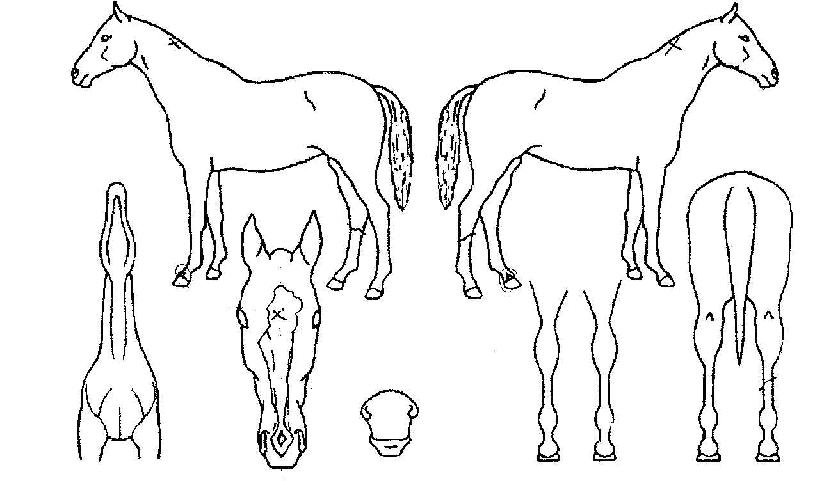 ���������� ����,���,�޸�,�λ�,�ٸ��� Ư¡����