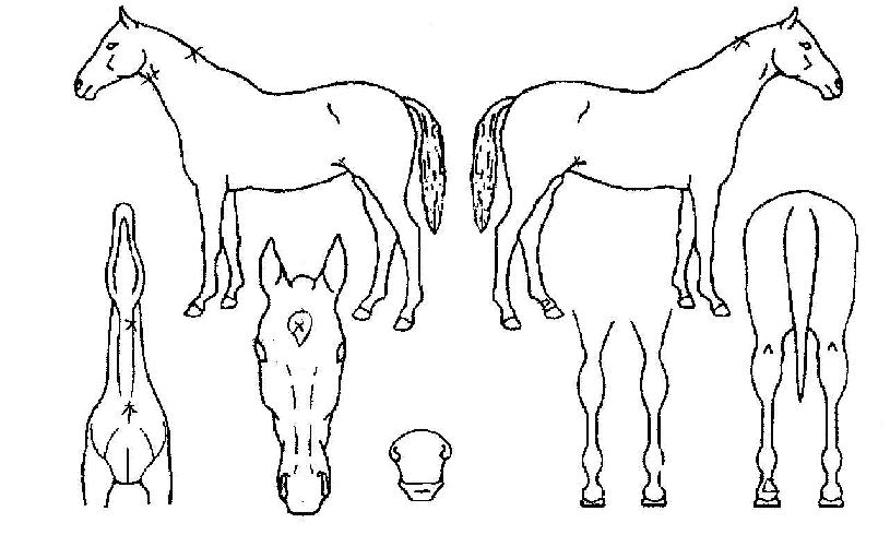 ¸ùŰÀÜÆ¼ÀÚ¸¶ÀÇ Ãø¸é,¿ì¸é,µÞ¸é,µÎ»ó,´Ù¸®ÀÇ Æ¯Â¡µµÇØ