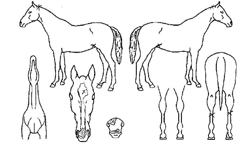 ´ÙÀ̳ª¹Í½Ç¹öÀÇ Ãø¸é,¿ì¸é,µÞ¸é,µÎ»ó,´Ù¸®ÀÇ Æ¯Â¡µµÇØ