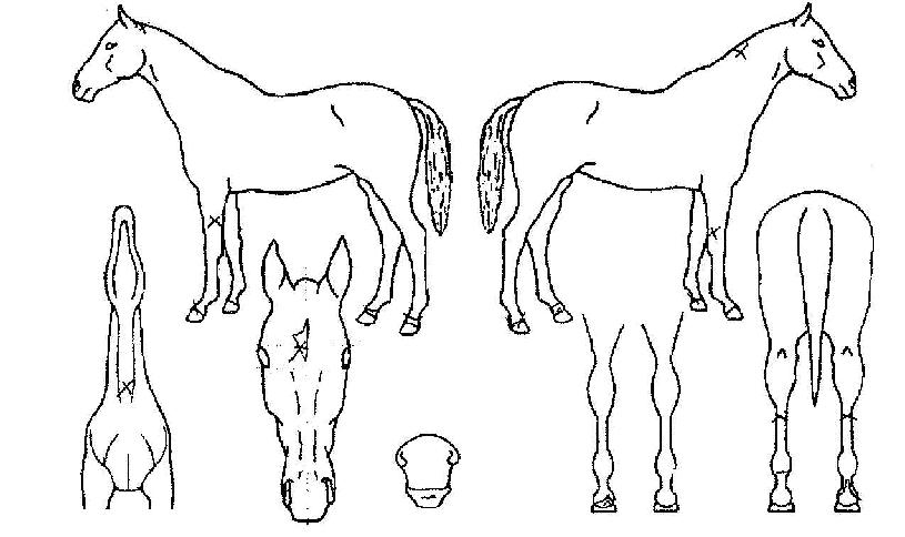 ¸¹ÀÌŬÀÇ Ãø¸é,¿ì¸é,µÞ¸é,µÎ»ó,´Ù¸®ÀÇ Æ¯Â¡µµÇØ