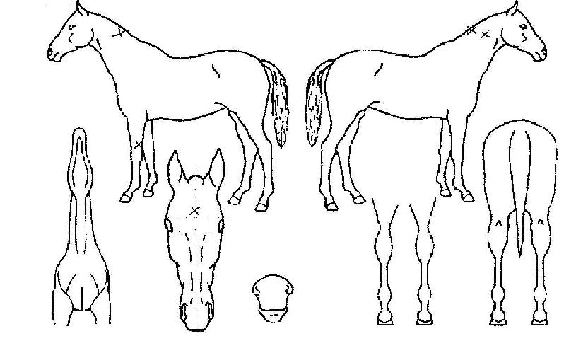 �ξ��۽����� ����,���,�޸�,�λ�,�ٸ��� Ư¡����