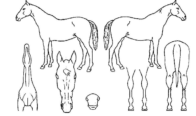 ���������� ����,���,�޸�,�λ�,�ٸ��� Ư¡����