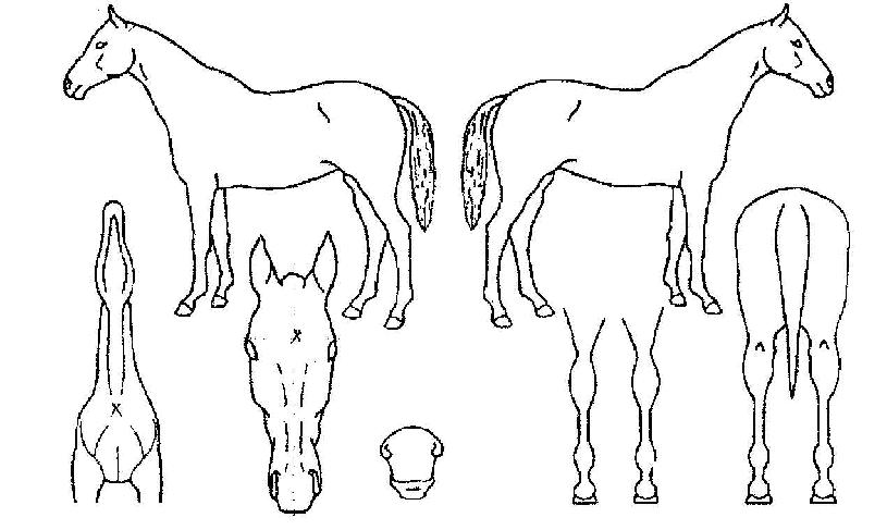 ¸¶¿îƾÄýÀÇ Ãø¸é,¿ì¸é,µÞ¸é,µÎ»ó,´Ù¸®ÀÇ Æ¯Â¡µµÇØ