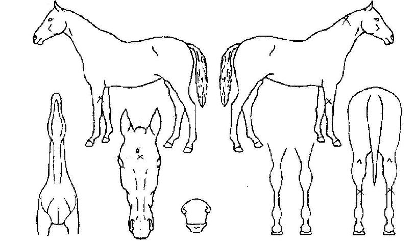 ���������� ����,���,�޸�,�λ�,�ٸ��� Ư¡����