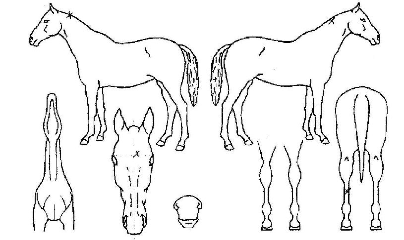 ºòº¸·¯ÀÇ Ãø¸é,¿ì¸é,µÞ¸é,µÎ»ó,´Ù¸®ÀÇ Æ¯Â¡µµÇØ