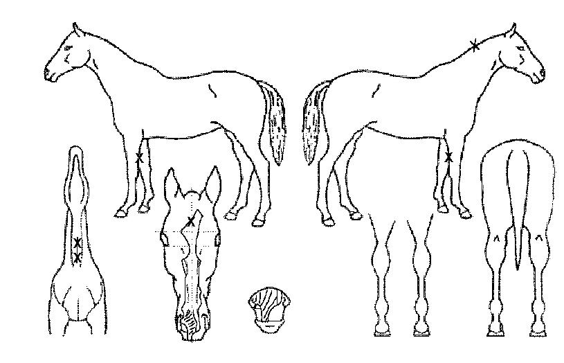 ¸¸Àû»çÀÇ Ãø¸é,¿ì¸é,µÞ¸é,µÎ»ó,´Ù¸®ÀÇ Æ¯Â¡µµÇØ